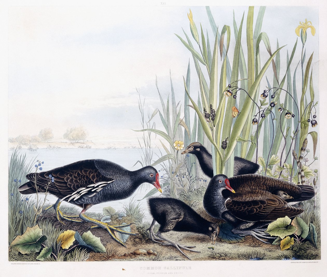 Common Gallinule (Moorhen) (オス、メス、若い)、1841 年頃 (手描きの彫刻) 作： ジョージ（後）シールド