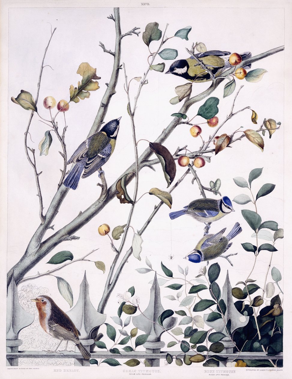 赤胸（ロビン）、シジュウカラ（雄と雌）、青シジュウカラ（雄と雌）、1841年頃（手描きの彫刻） 作： ジョージ（後）シールド