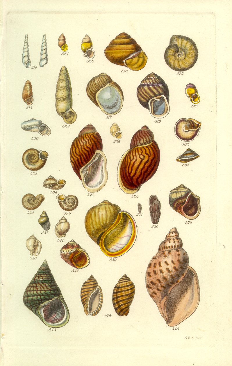 Conchological Manual Plate 25. カラフルな陸貝 作： ジョージ・B・サワビー