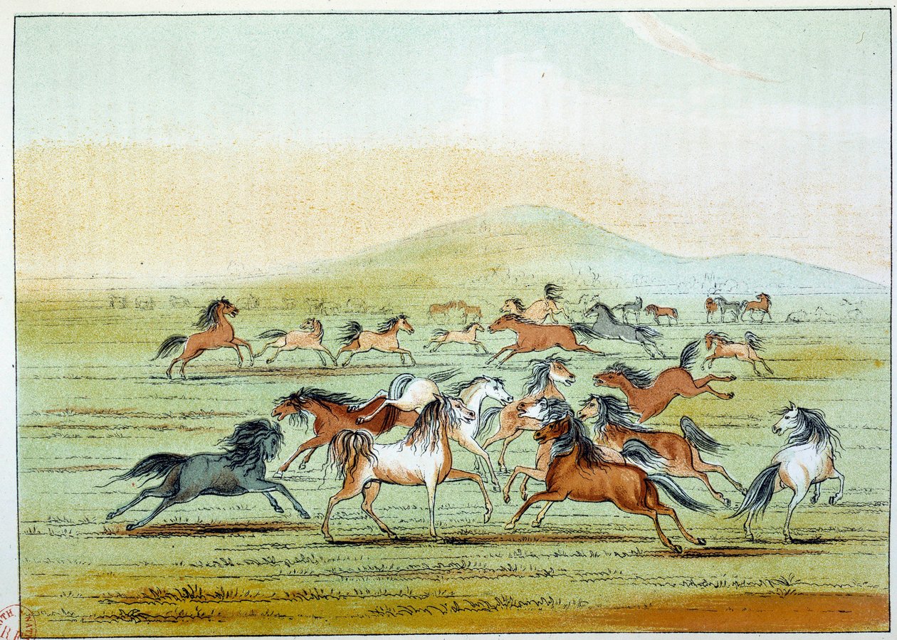 アメリカのインディアン：インディアンが狩る野生の馬。ジョージ・カトリン（1794-1872）によるイラスト 作： ジョージ・カトリン