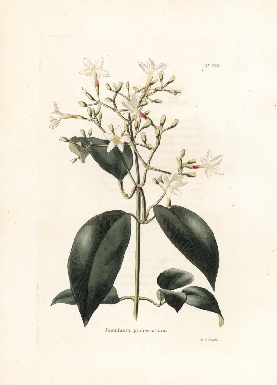 Jasmin (Jasminum paniculatum) - イギリスの雑誌 Conrad Loddiges Botanical Cabinet (1738-1826) のための、George Cooke によるリトグラフ 作： ジョージクック