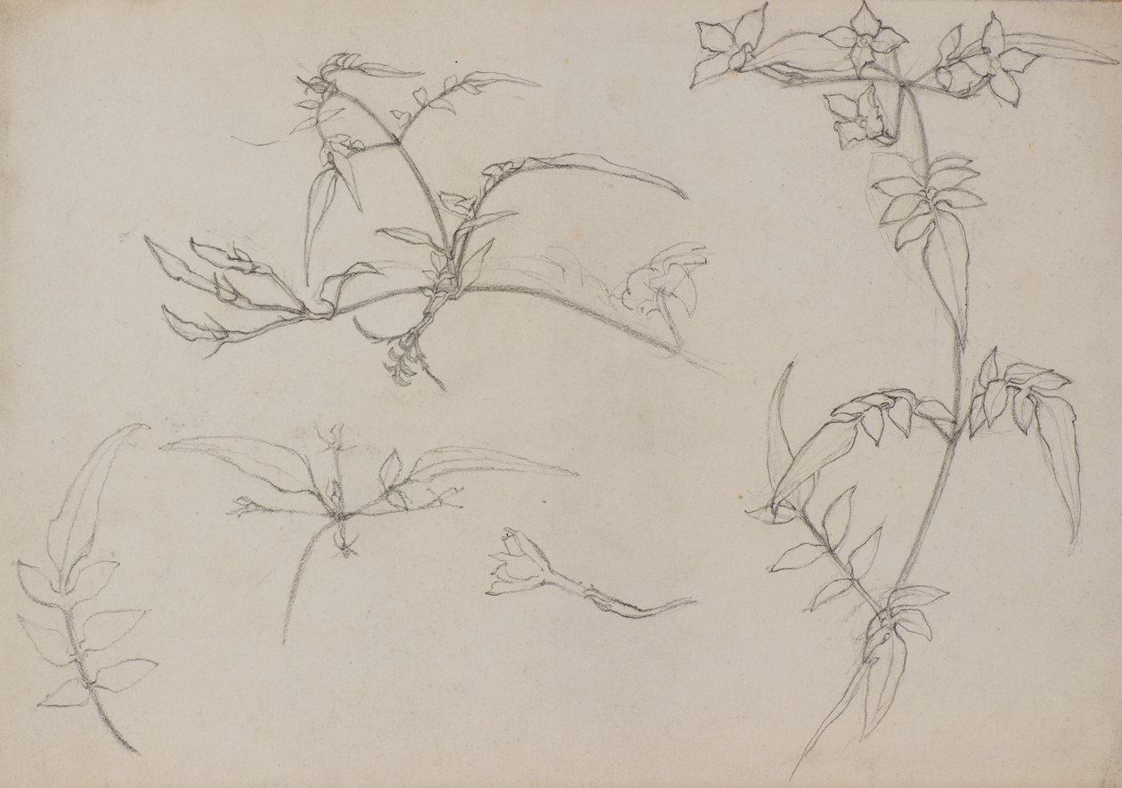 植物画 作： ジョージ・ダッチ・ダビッドソン