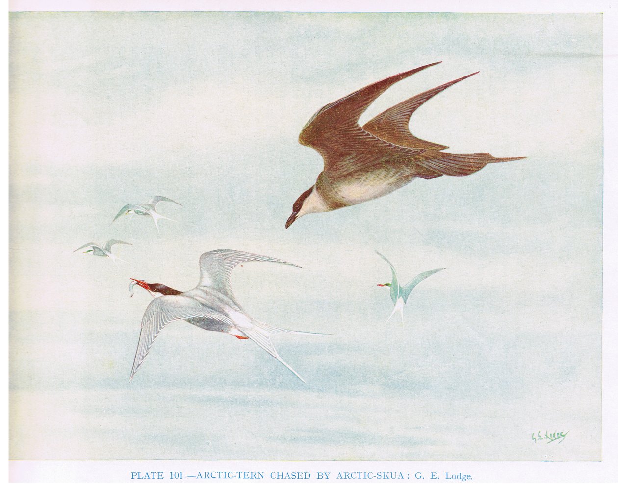 ホッキョクアジサシに追われるホッキョクアジサシ（Kirkman  Jourdain著「British birds」より 作： ジョージ エドワード ロッジ