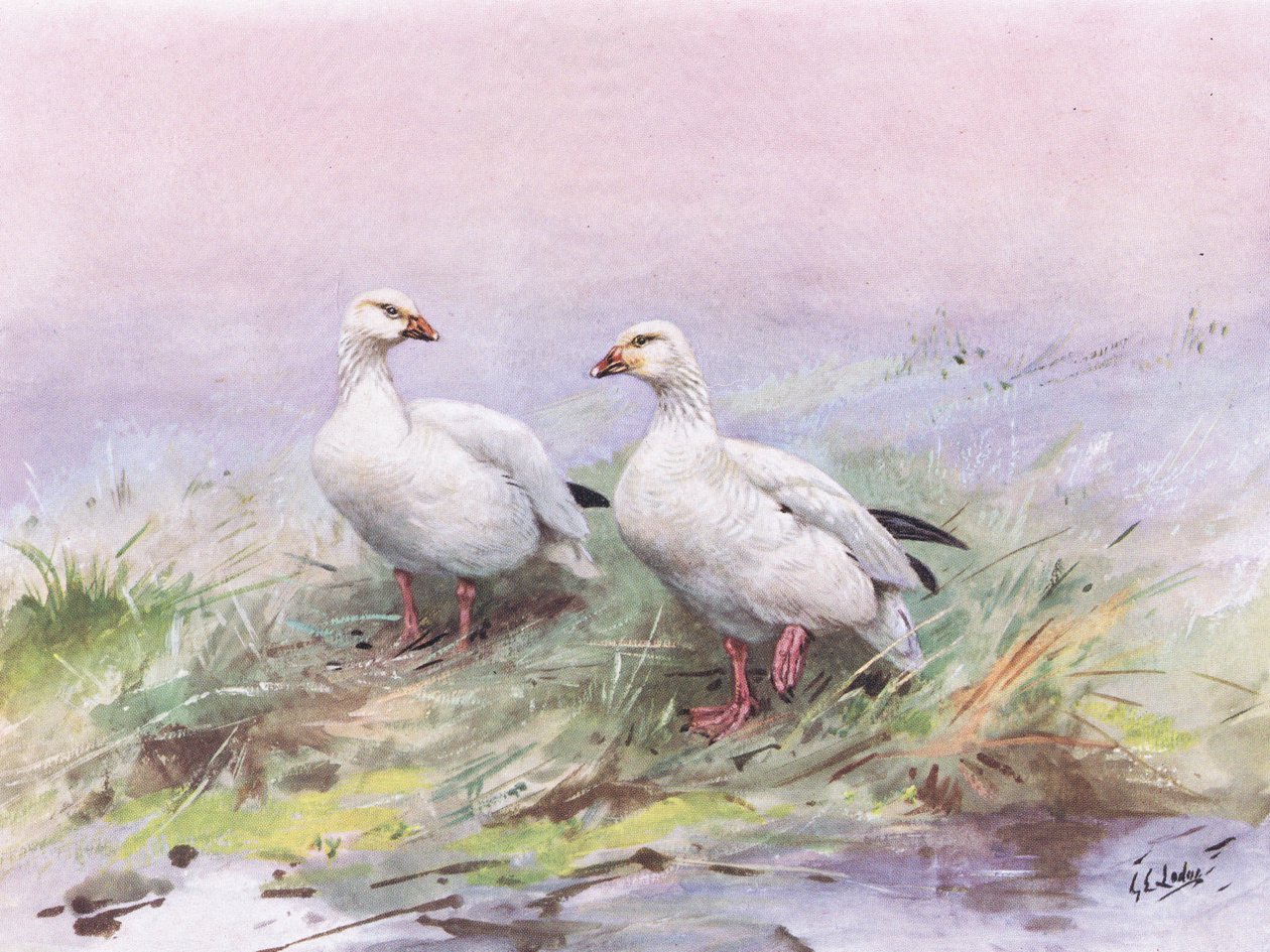 小雪ガチョウ（リトグラフ） 作： ジョージ エドワード ロッジ