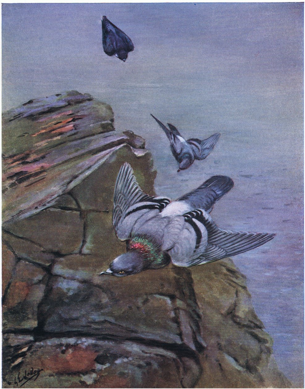 ロック・ダブ（リトグラフ） 作： ジョージ エドワード ロッジ