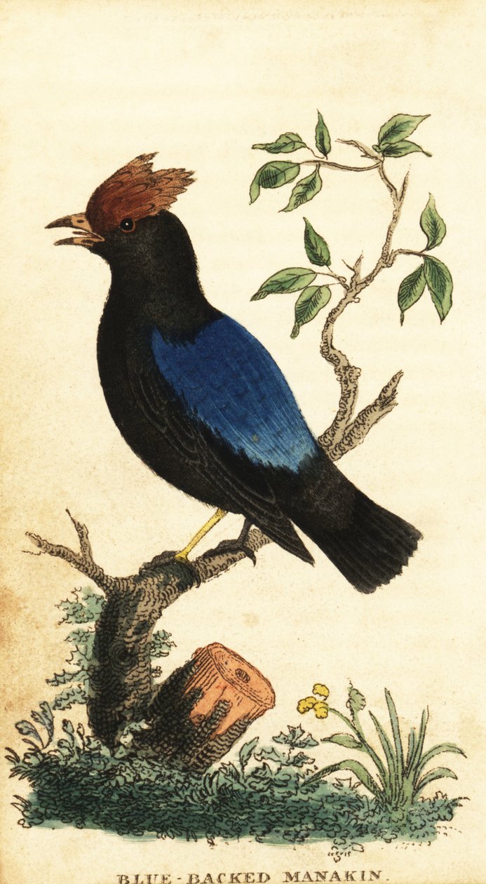ブルーバックマナキン、Chiroxiphia pareola.、1800年（彫刻） 作： ジョージ・エドワーズ