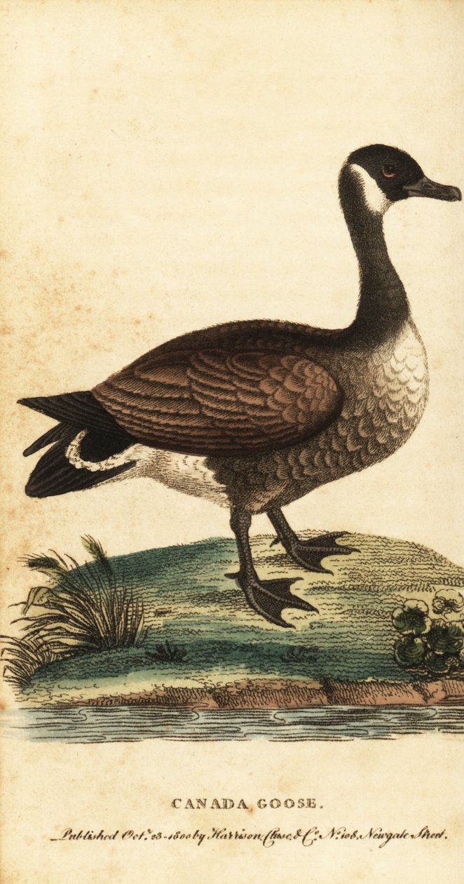 カナダのガチョウ、ブランタ カナデンシス、1800 年 (彫刻) 作： ジョージ・エドワーズ