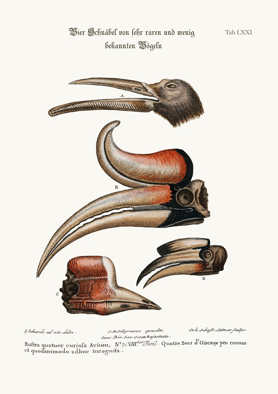 奇妙な4つの鳥のくちばし、あまり知られていない、1749-73 作： ジョージ・エドワーズ