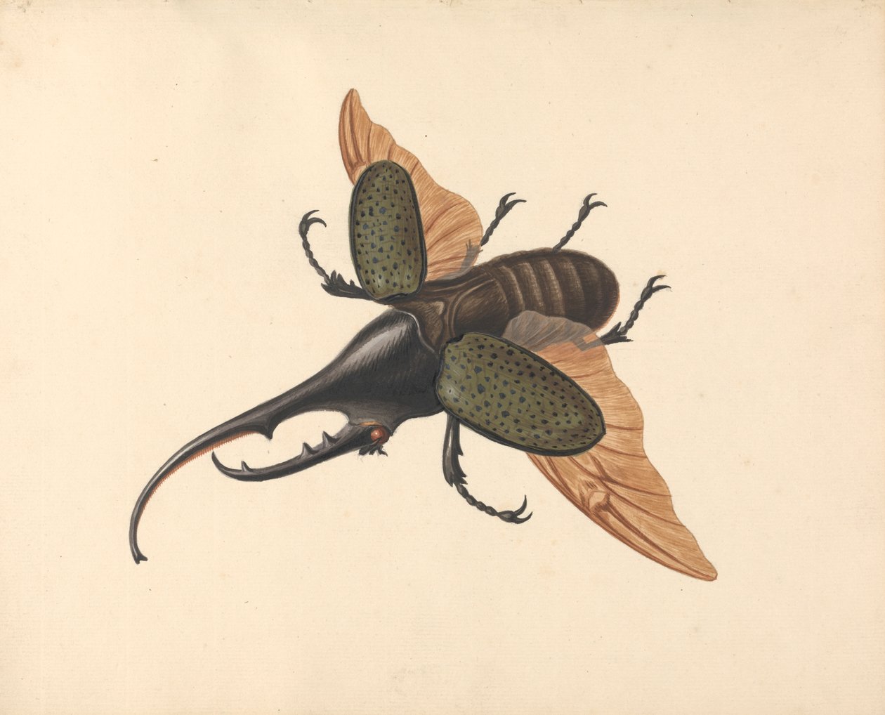 Hercules Beetle   1445219   ja       japanese Successfully Translated  Original: Fame (oil on canvas) Translat: Fame (oil on canvas) 1460522 ja japanese Successfully Translated Original: Portrait of the painter Adolph Menzel, detail Translat: Portrait of t 作： ジョージ・エドワーズ