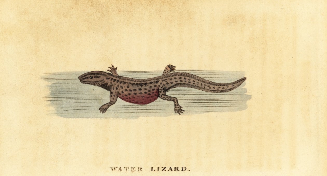 滑らかなイモリ、Lissotriton vulgaris。 ,1800年（刻印） 作： ジョージ・エドワーズ
