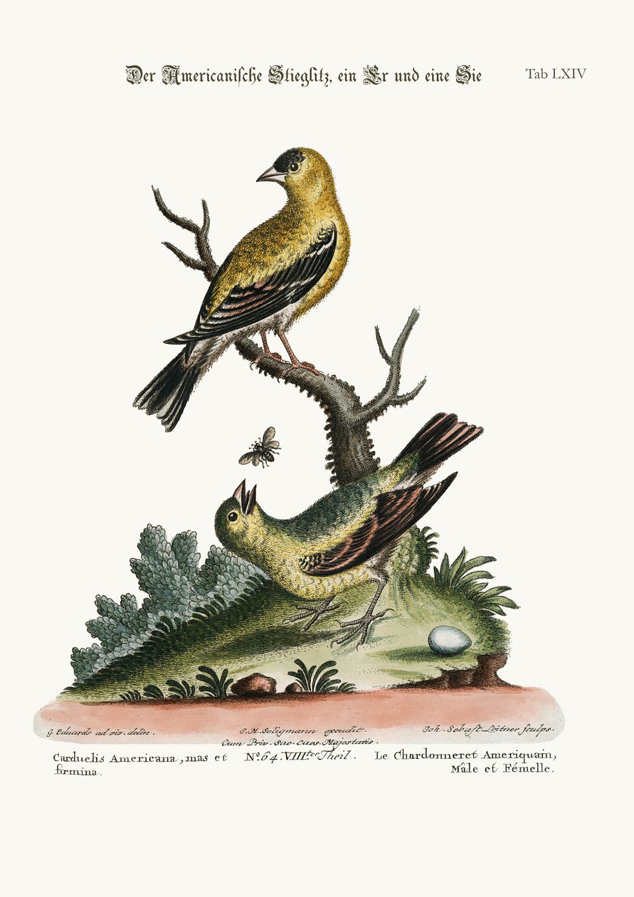 アメリカのゴールドフィンチ、雄鶏と雌鳥、1749-73 作： ジョージ・エドワーズ