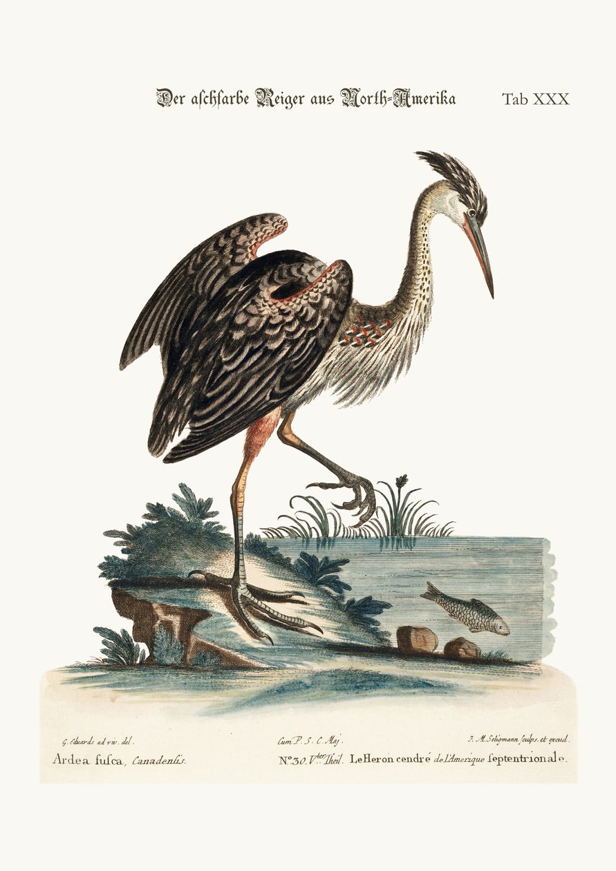 北米の灰色のサギ、1749-73 作： ジョージ・エドワーズ