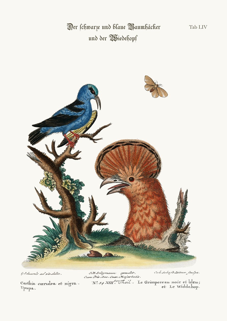 黒と青のクリーパーとヤツガシラ編、1749-73 作： ジョージ・エドワーズ