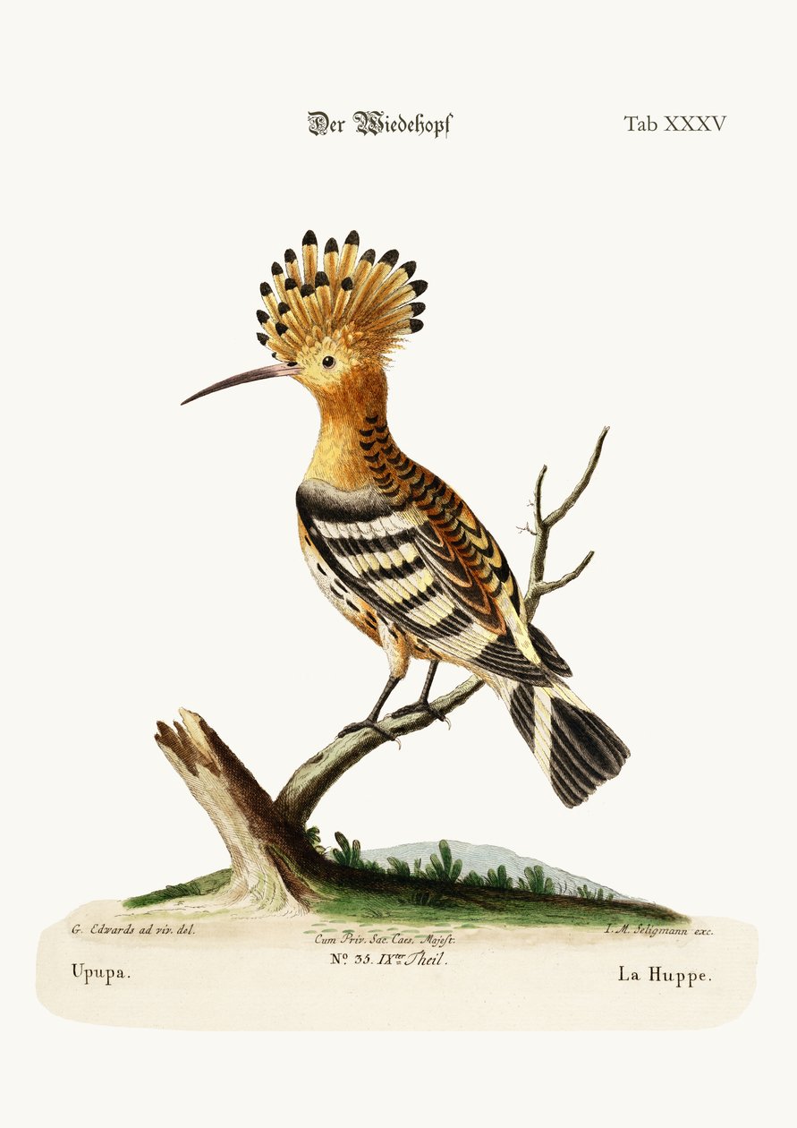 ヤツガシラ、1749-73 作： ジョージ・エドワーズ