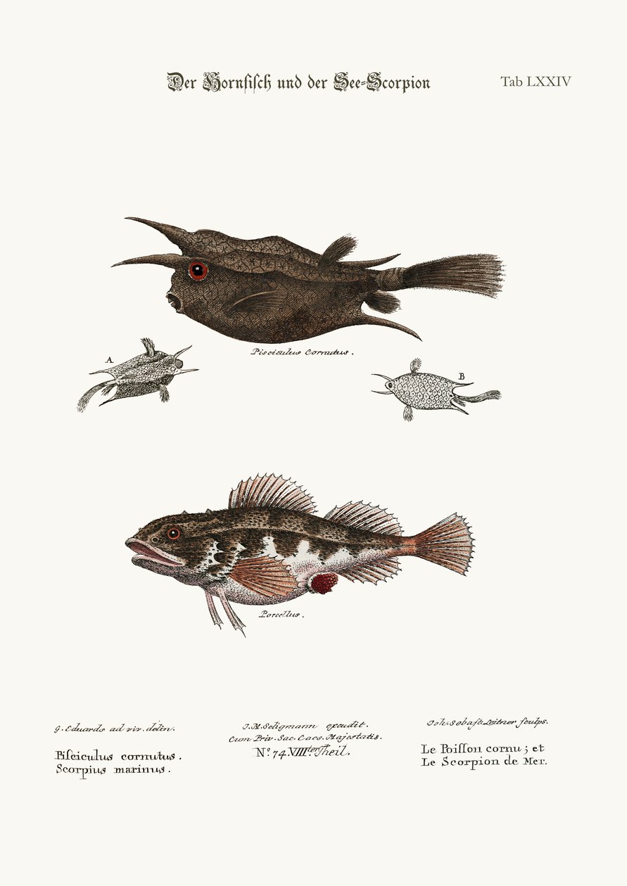 角魚と海サソリ、1749-73 作： ジョージ・エドワーズ