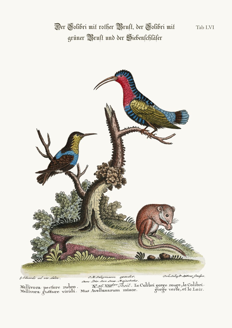 アカノハチドリ、ノドジロハチドリ、ヤマネ、1749-73 作： ジョージ・エドワーズ