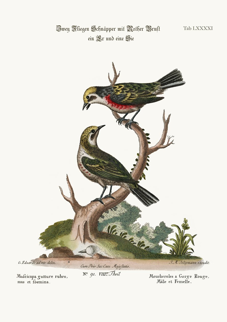 ノドジロヒタキ、雄鶏と雌鳥、1749-73 作： ジョージ・エドワーズ