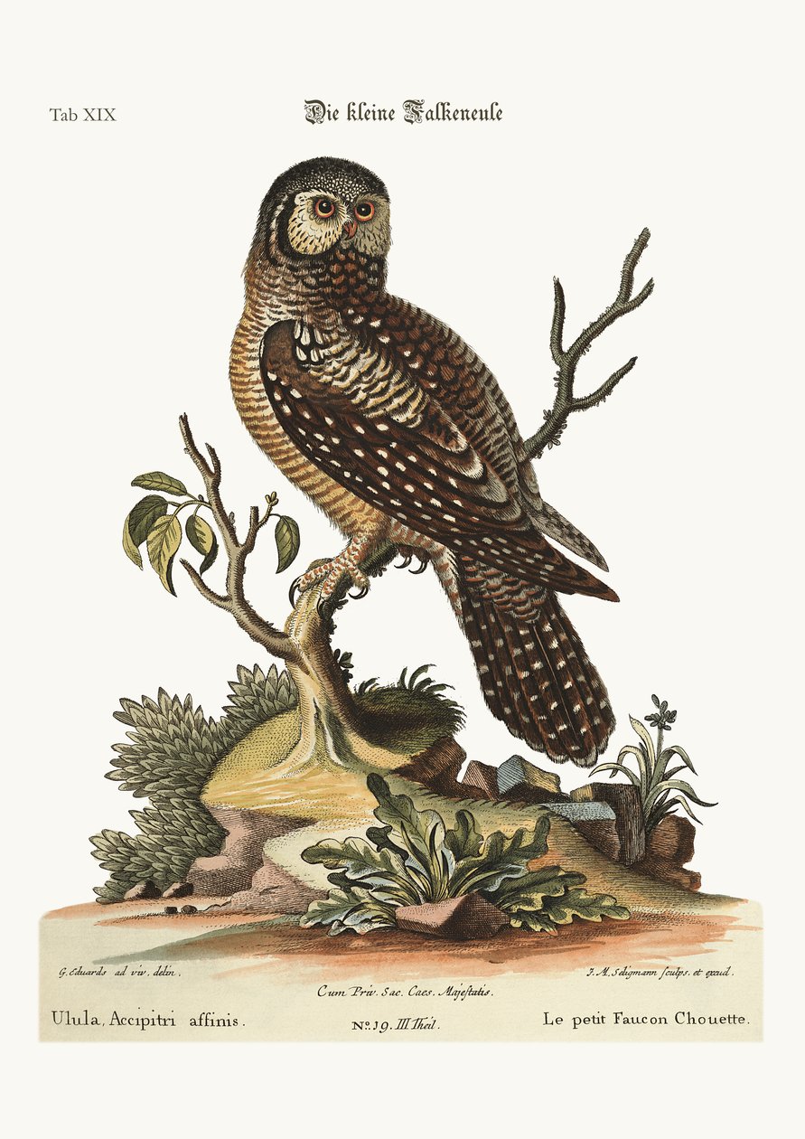 小さなタカのフクロウ、1749-73 作： ジョージ・エドワーズ