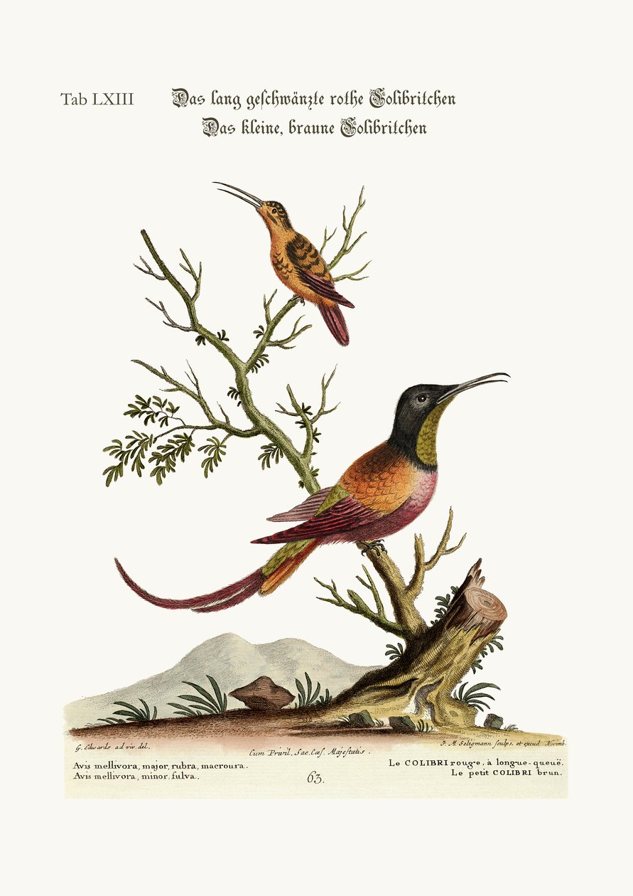 長い尾を持つ赤いハチドリ。小さな茶色のハチドリ、1749-73 作： ジョージ・エドワーズ