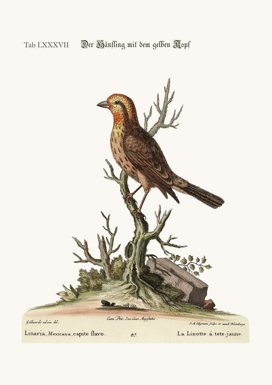 黄頭のライネット、1749-73 作： ジョージ・エドワーズ