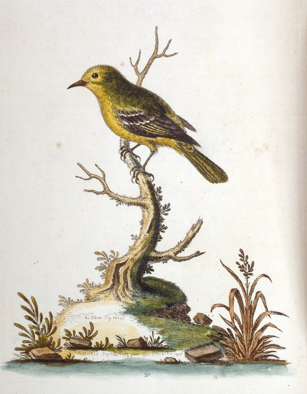 1750年、G・エドワーズによる珍しい鳥の本からの水彩イラスト。ジョージ・エドワーズ（1694-1773）はイギリスの博物学者、鳥類学者。ヨーロッパを広く旅し、博物学、特に鳥類を研究した。彼は次のような功績を残した。 作： ジョージ・エドワーズ