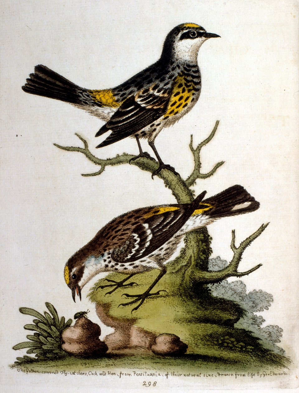 1750年、G・エドワーズによる珍しい鳥の本からの水彩イラスト。ジョージ・エドワーズ（1694-1773）はイギリスの博物学者、鳥類学者。ヨーロッパを広く旅し、博物学、特に鳥類を研究した。彼は次のような功績を残した。 作： ジョージ・エドワーズ