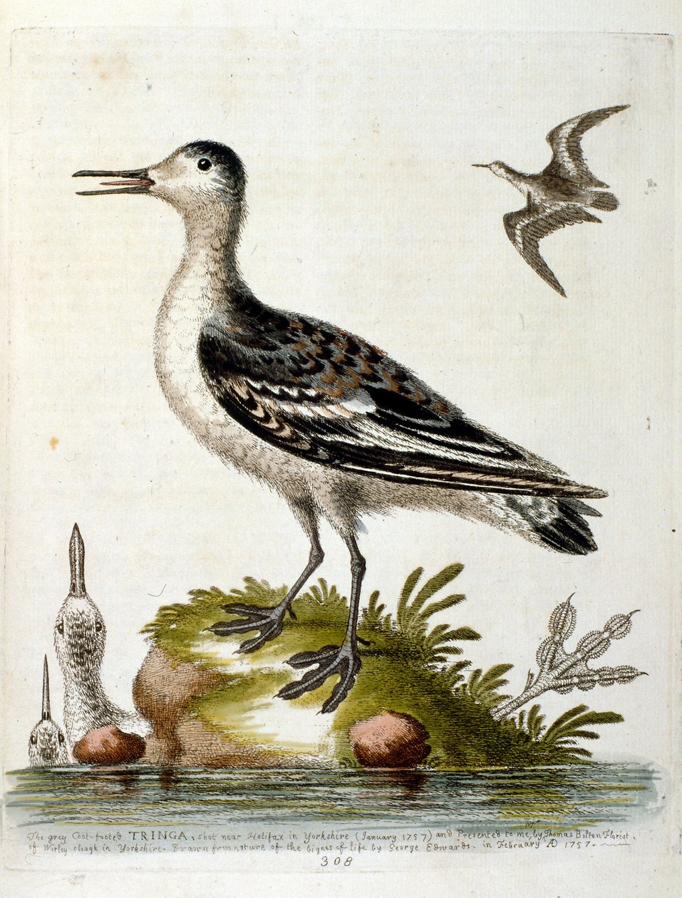 1750年、G・エドワーズによる珍しい鳥の本からの水彩イラスト。ジョージ・エドワーズ（1694-1773）はイギリスの博物学者、鳥類学者。ヨーロッパを広く旅し、博物学、特に鳥類を研究した。彼は次のような功績を残した。 作： ジョージ・エドワーズ