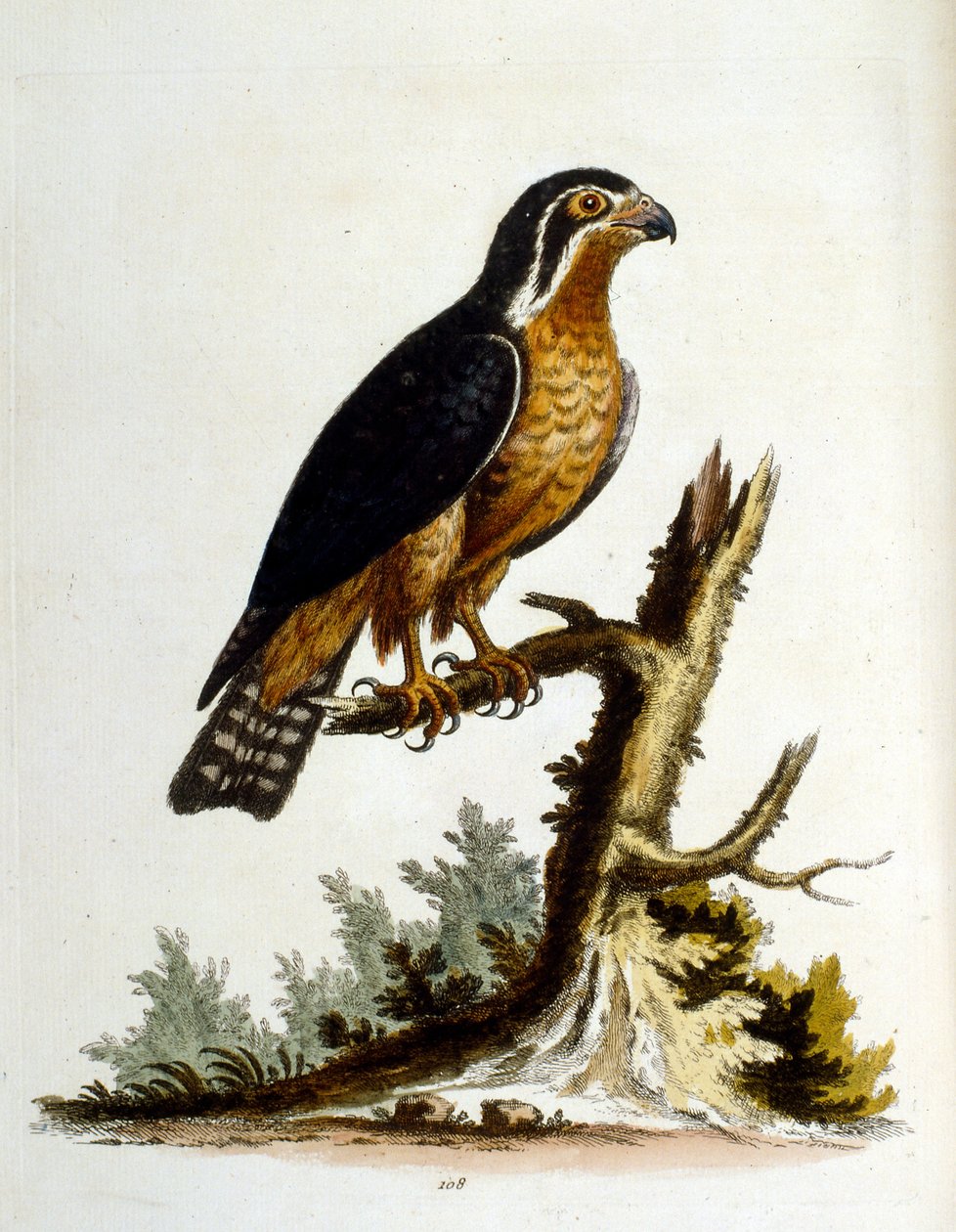 1750年、G・エドワーズによる珍しい鳥の本からの水彩イラスト。ジョージ・エドワーズ（1694-1773）はイギリスの博物学者、鳥類学者。ヨーロッパを広く旅し、博物学、特に鳥類を研究した。彼は次のような功績を残した。 作： ジョージ・エドワーズ