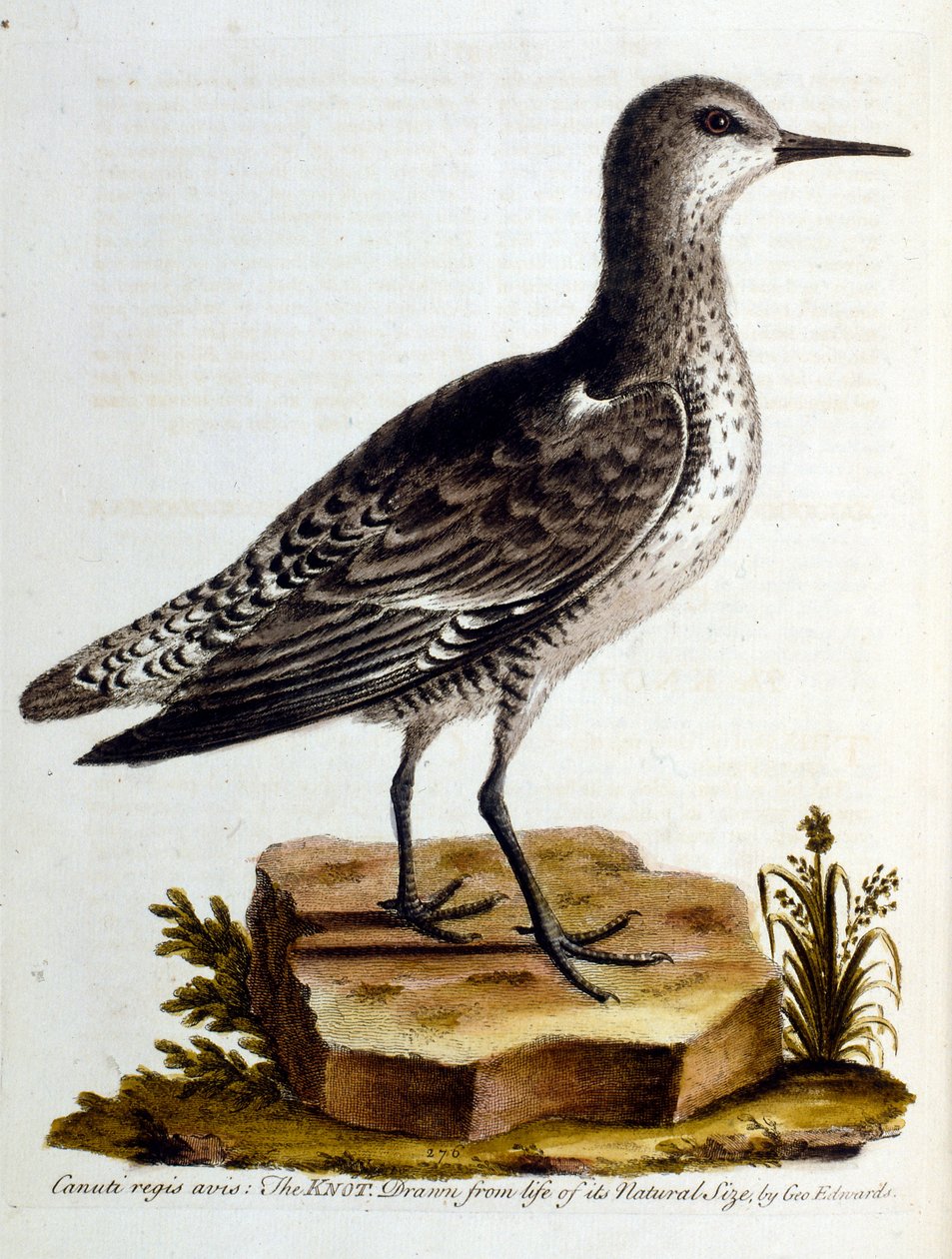 1750年、G・エドワーズによる珍しい鳥の本からの水彩イラスト。ジョージ・エドワーズ（1694-1773）はイギリスの博物学者、鳥類学者。ヨーロッパを広く旅し、博物学、特に鳥類を研究した。彼は次のような功績を残した。 作： ジョージ・エドワーズ