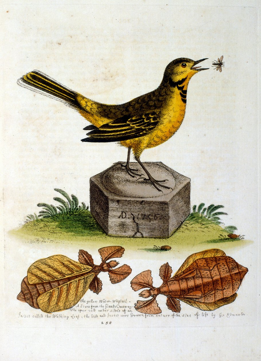 1750年、G・エドワーズによる珍しい鳥の本からの水彩イラスト。ジョージ・エドワーズ（1694-1773）はイギリスの博物学者、鳥類学者。ヨーロッパを広く旅し、博物学、特に鳥類を研究した。彼は次のような功績を残した。 作： ジョージ・エドワーズ