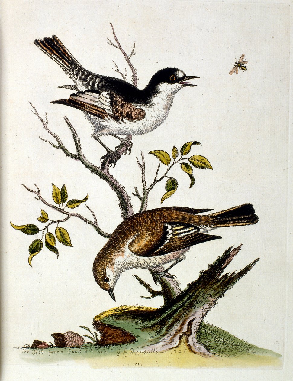 1750年、G・エドワーズによる珍しい鳥の本からの水彩イラスト。ジョージ・エドワーズ（1694-1773）はイギリスの博物学者、鳥類学者。ヨーロッパを広く旅し、博物学、特に鳥類を研究した。彼は次のような功績を残した。 作： ジョージ・エドワーズ