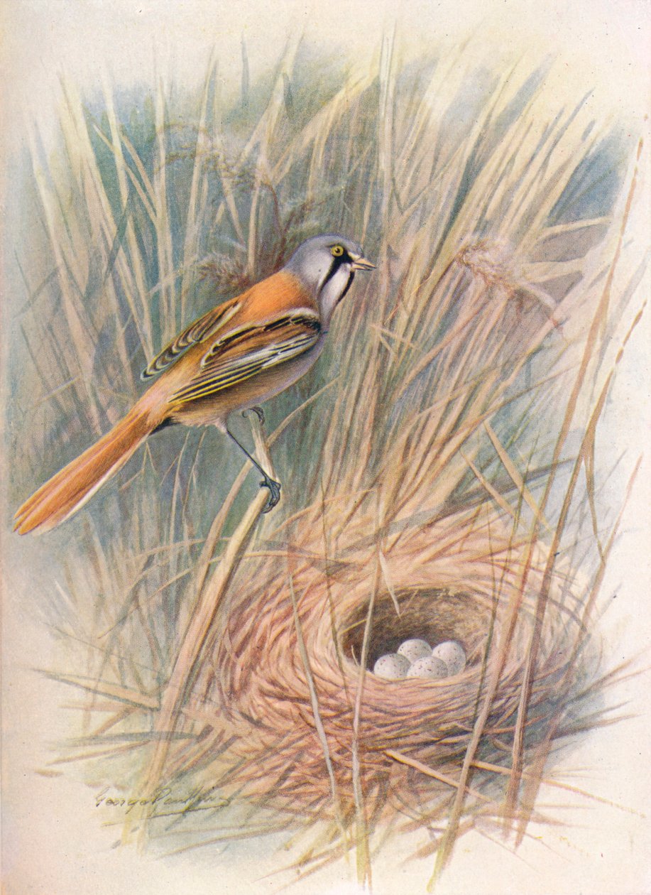 ひげを生やしたシジュウカラまたはリードリング-Panurus biarmicus、c1910、1910 作： ジョージ・ジェームス・ランキン