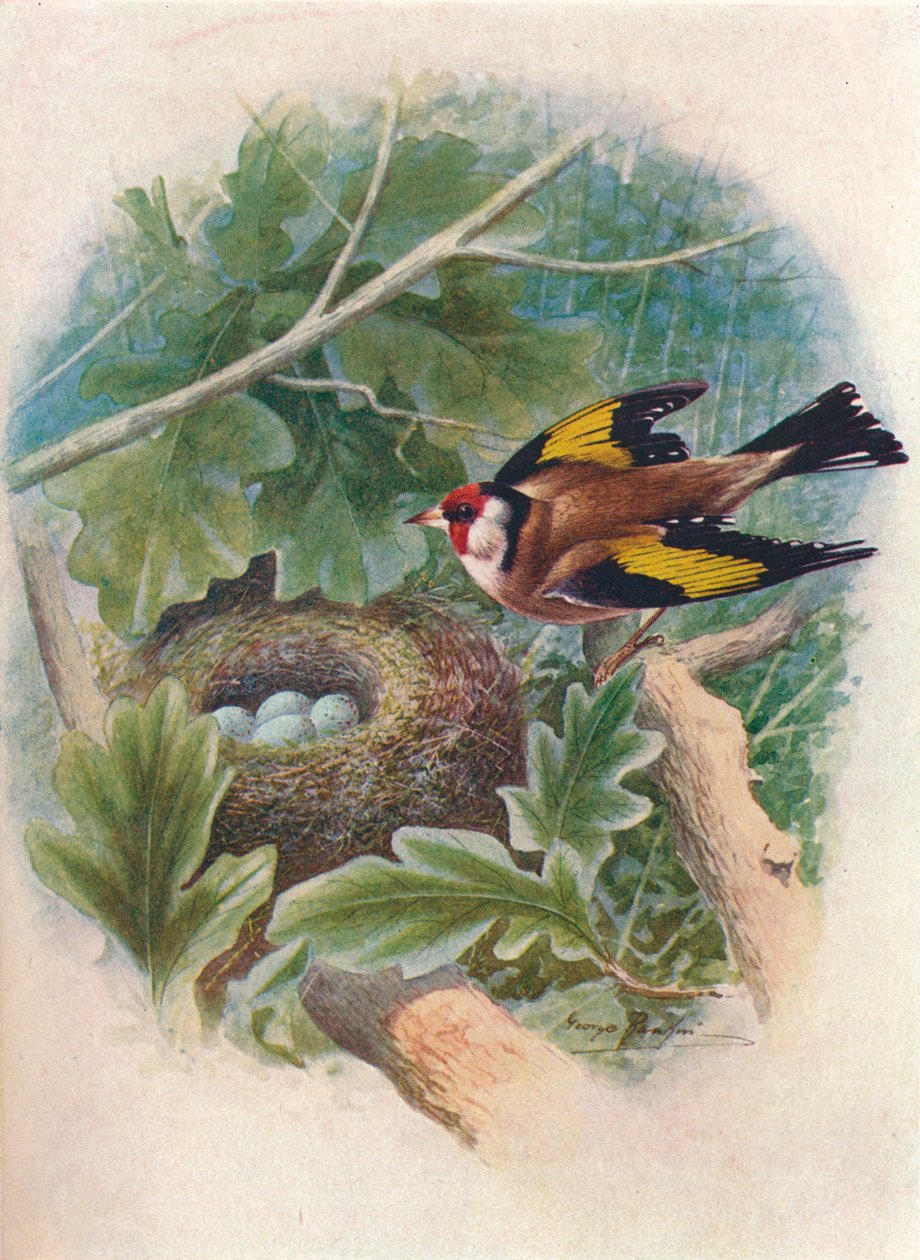 ゴールドフィンチ-Carduelis elegans、c1910、1910 作： ジョージ・ジェームス・ランキン