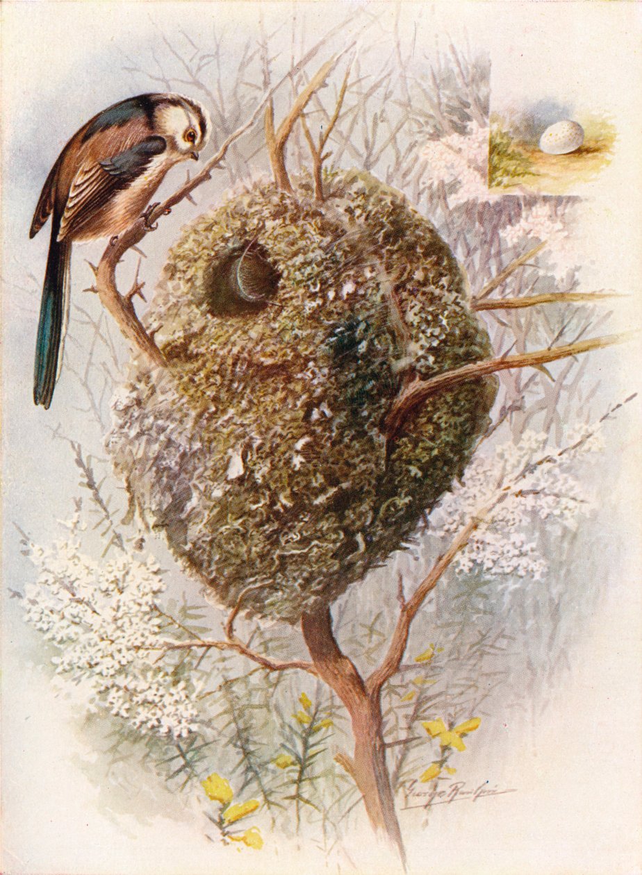 ロングテールシジュウカラ-Acredula caudata、c1910、1910 作： ジョージ・ジェームス・ランキン