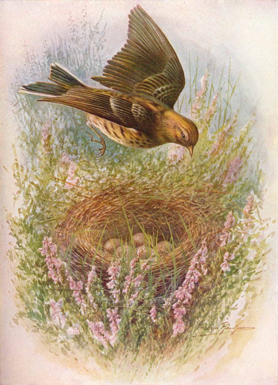 メドウピピットまたはティトラーク-Anthus pratensis、c1910、1910 作： ジョージ・ジェームス・ランキン