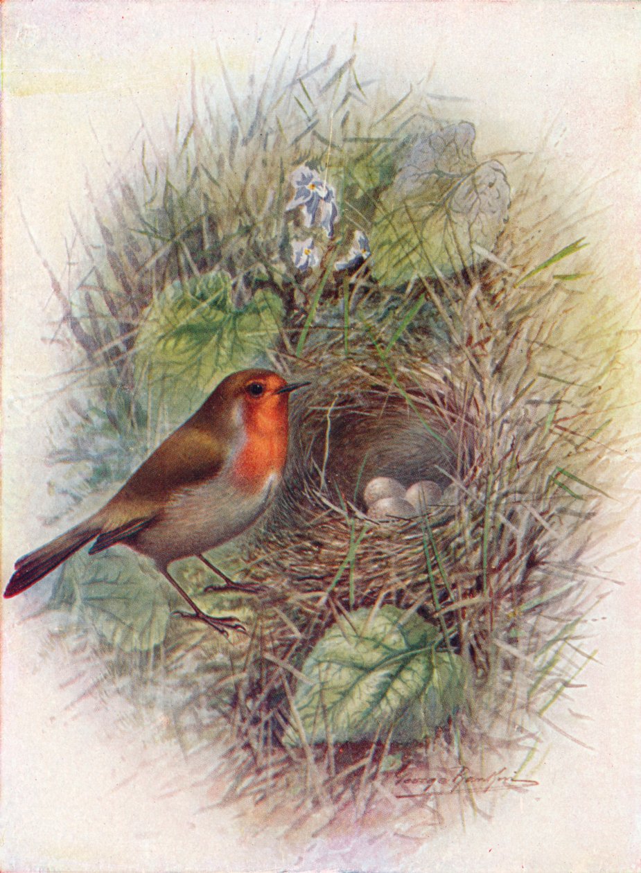 RedbreastまたはRobin-Erithacus rubecula、c1910、1910 作： ジョージ・ジェームス・ランキン
