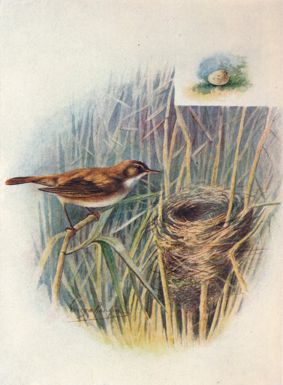 リードワーブラー-Acrocephalus streperus、c1910、1910 作： ジョージ・ジェームス・ランキン