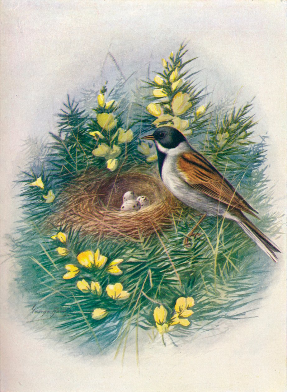 リードホオジロ-Embriza schoeniclus、c1910、1910 作： ジョージ・ジェームス・ランキン