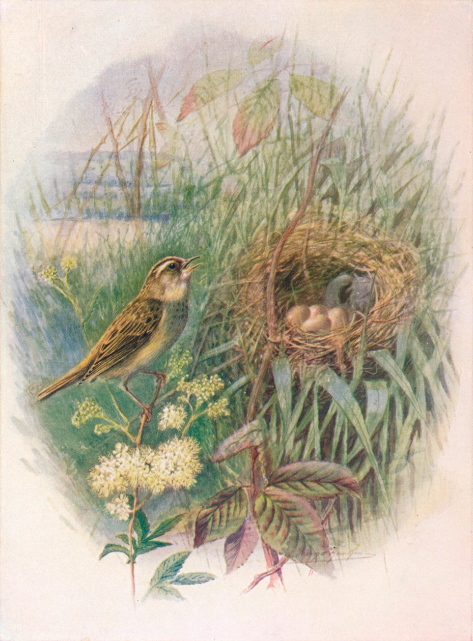 Sedge-Warbler-アクロセファラス横隔膜炎、c1910、1910 作： ジョージ・ジェームス・ランキン