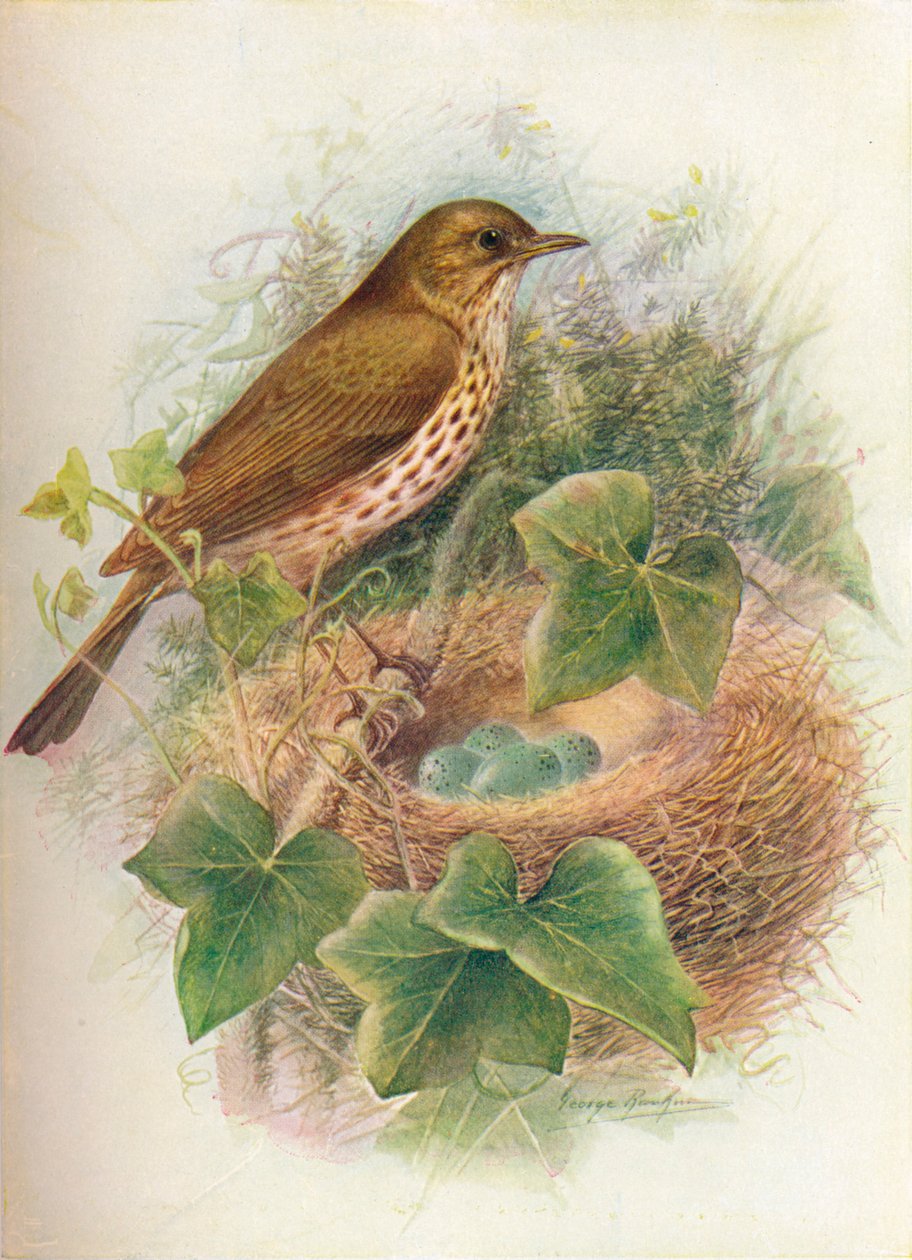 ツグミまたはメイビス-Turdus musicus、c1910、1910 作： ジョージ・ジェームス・ランキン