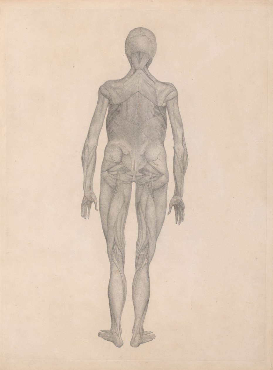 人体の構造と虎および家禽の構造の比較解剖学的説明：  人体後面図（未刊行版完成習作） 作： ジョージ・スタッブス