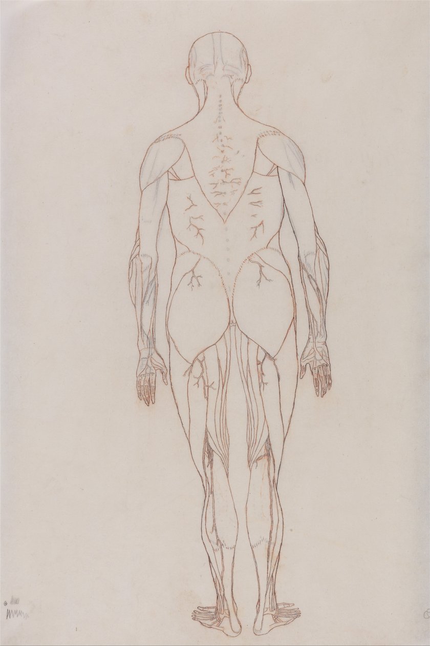 人体の構造と虎および家禽の構造の比較解剖学的説明：人体後面図（表XIIの主要図のための外形図） 作： ジョージ・スタッブス