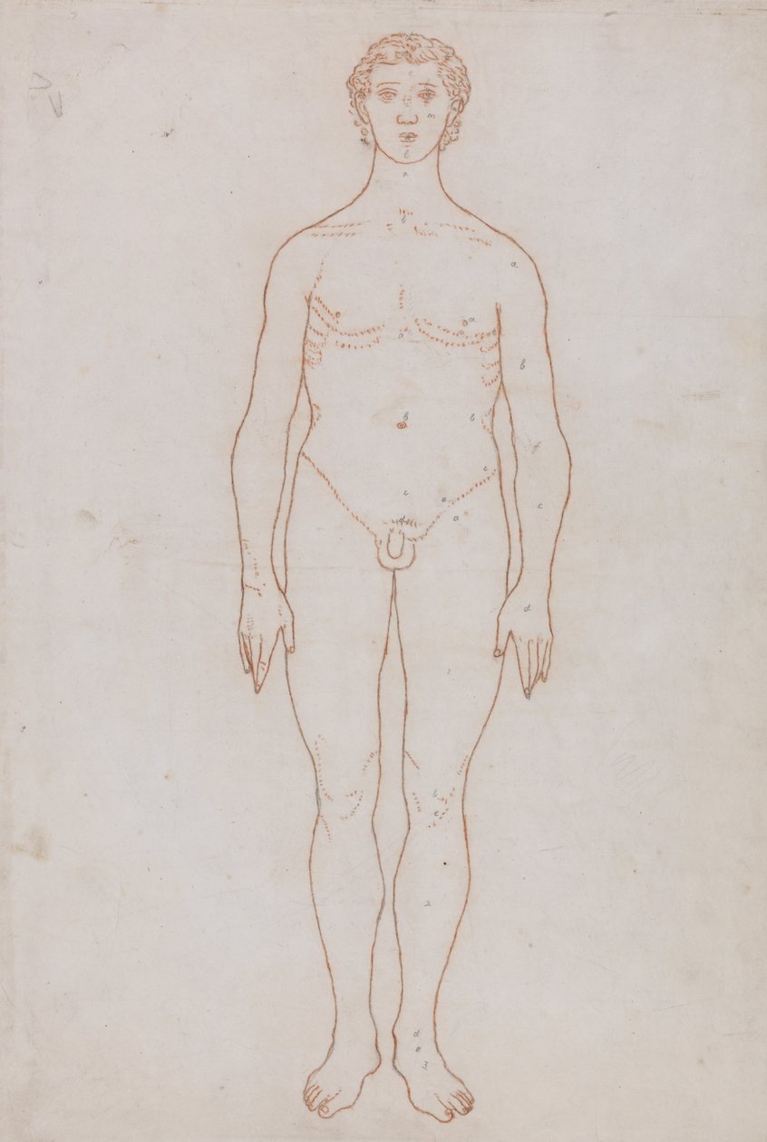人体の構造と虎および家禽の構造の比較解剖学的説明：人体前面図（表VI用概要図） 作： ジョージ・スタッブス