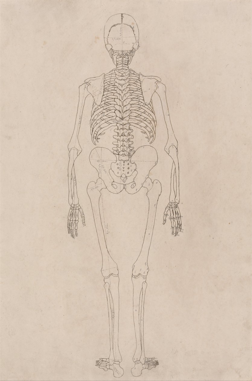 人体の構造と虎および家禽の構造の比較解剖学的解説：ヒトの骨格、後面（表II関係） 作： ジョージ・スタッブス