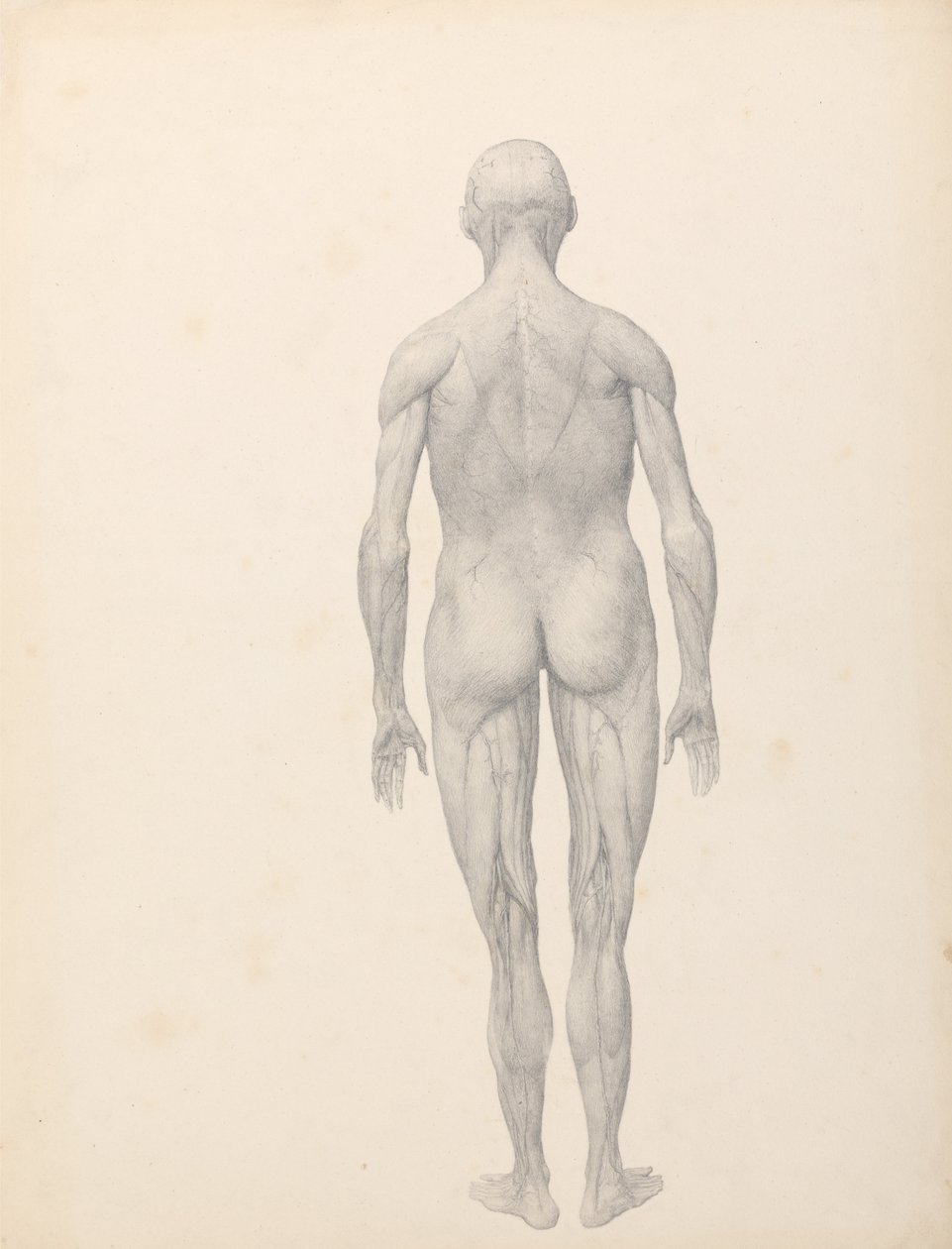 人体の構造と虎および家禽の構造の比較解剖学的説明：  人体像、後面図、部分解剖（表XIIのための完成習作） 作： ジョージ・スタッブス
