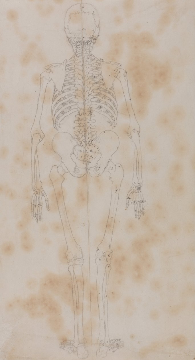 人体の構造と虎および家禽の構造の比較解剖学的解説：人体骨格後面図（おそらく骨格研究の最初のものであろう） 作： ジョージ・スタッブス