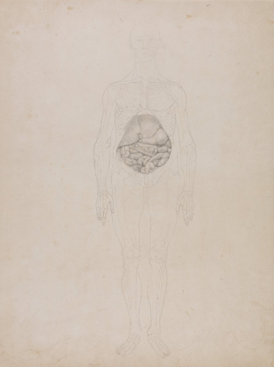 人体の構造と虎および家禽の構造の比較解剖学的説明：人体前面図（概要図） 作： ジョージ・スタッブス