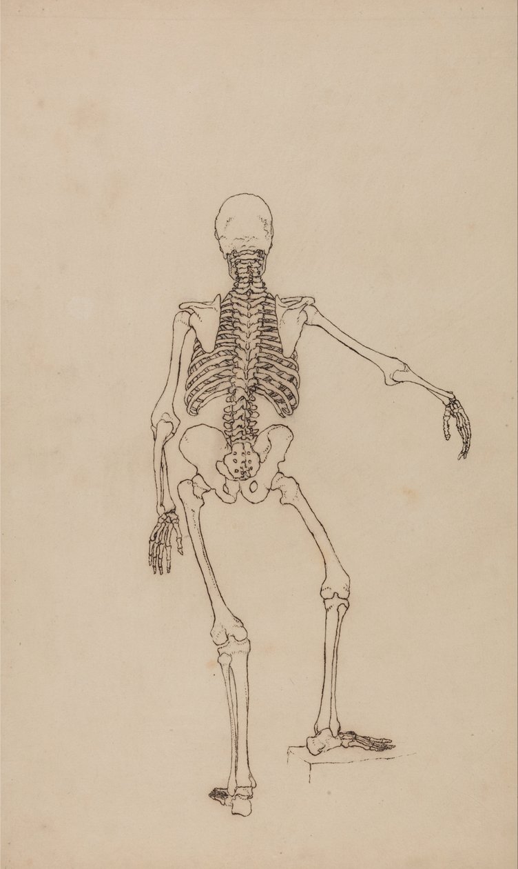 人体の構造と虎および家禽の構造の比較解剖学的解説：ヒトの骨格、後面 作： ジョージ・スタッブス