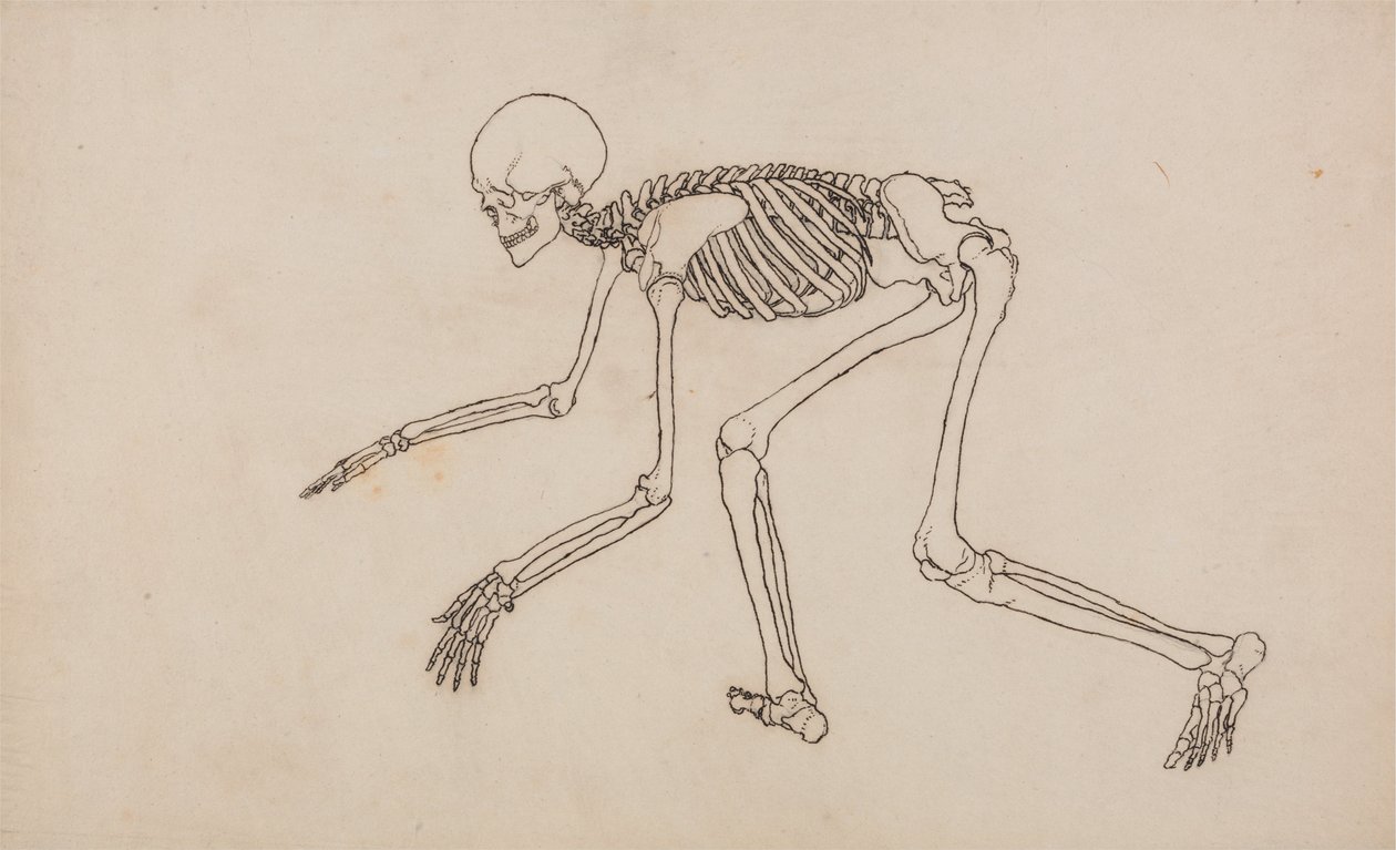 人体の構造と虎および家禽の構造の比較解剖学的解説：人体骨格側面図 作： ジョージ・スタッブス
