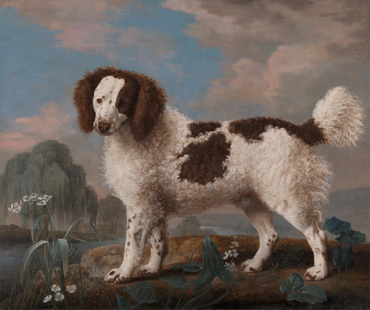 茶色と白のノーフォークまたはウォーター スパニエル、1778 年。 作： ジョージ・スタッブス